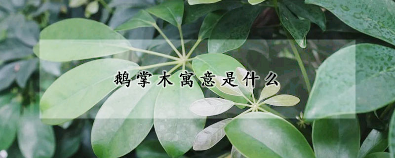 鵝掌木寓意是什麼