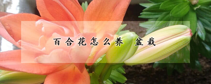 百合花怎麼養 盆栽