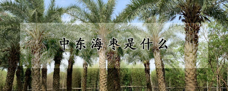 中東海棗是什麼