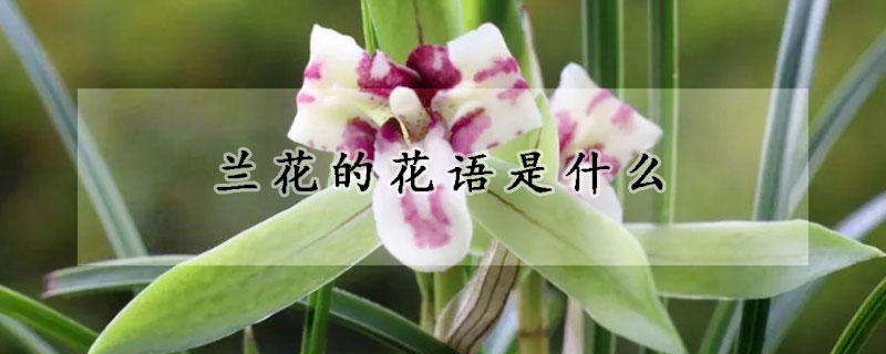 蘭花的花語是什麼