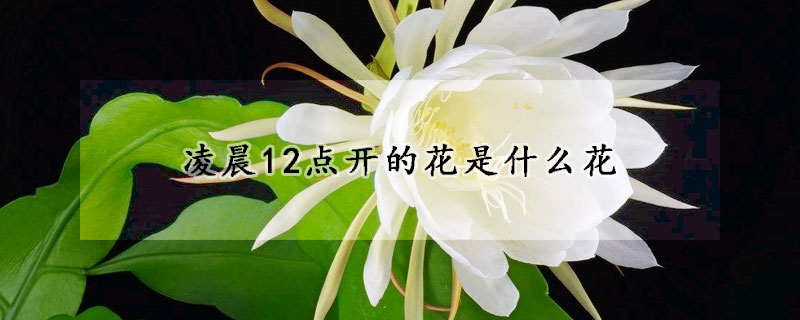 淩晨12點開的花是什麼花