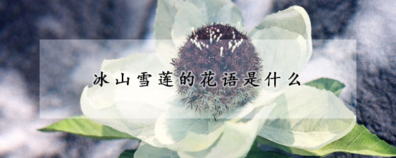 冰山雪蓮的花語是什麼