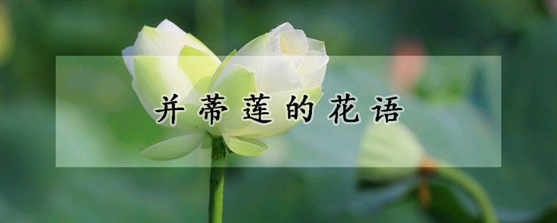 並蒂蓮的花語