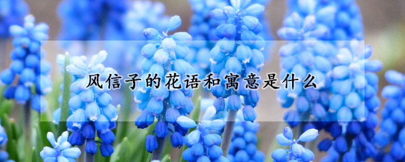 風信子的花語和寓意是什麼