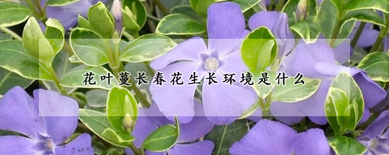 花葉蔓長春花生長環境是什麼