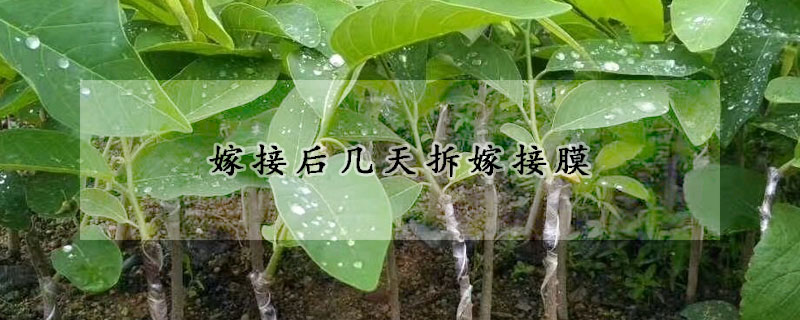 嫁接後幾天拆嫁接膜