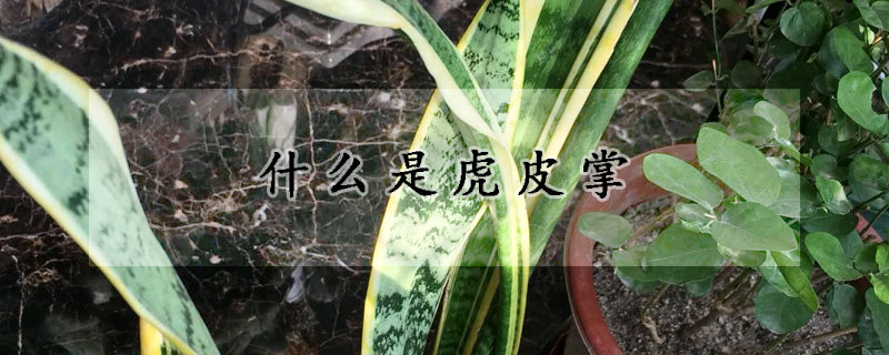 什麼是虎皮掌