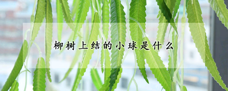 柳樹上結的小球是什麼