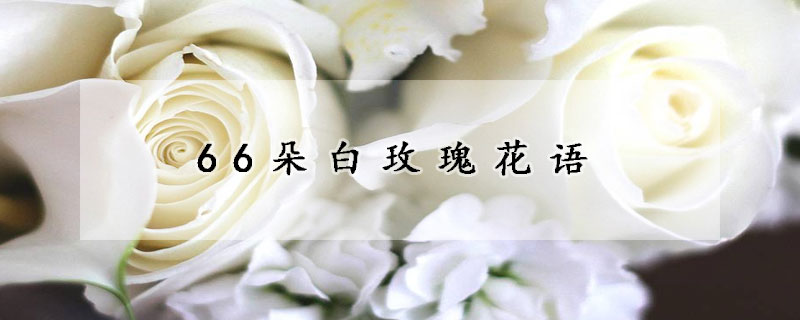 66朵白玫瑰花語