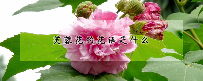 芙蓉花的花語是什麼