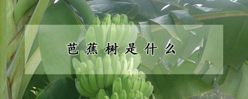 芭蕉樹是什麼