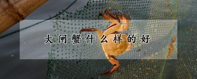 大閘蟹什麼樣的好