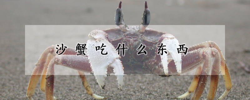 沙蟹吃什麼東西