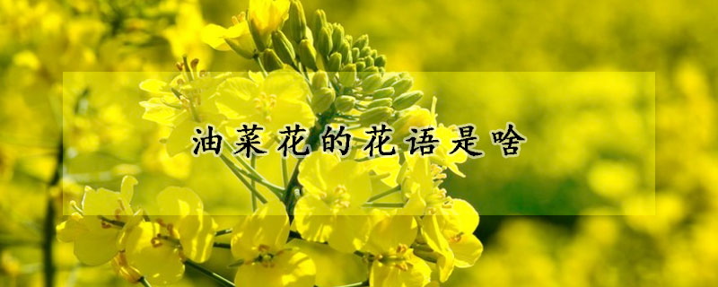 油菜花的花語是啥