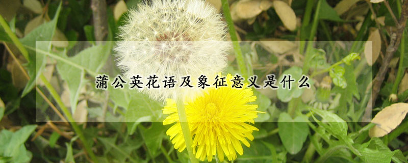 蒲公英花語及象征意義是什麼