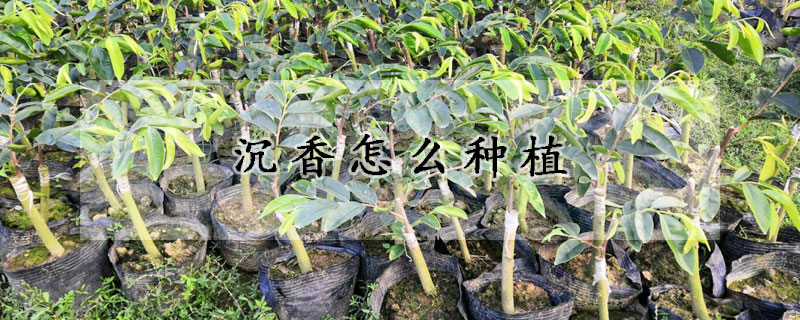 沉香怎麼種植