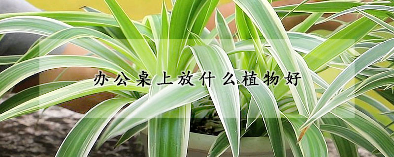 辦公桌上放什麼植物好