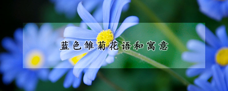 藍色雛菊花語和寓意