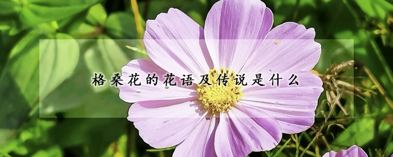 格桑花的花語及傳說是什麼