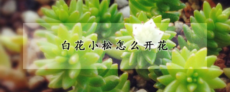 白花小鬆怎麼開花