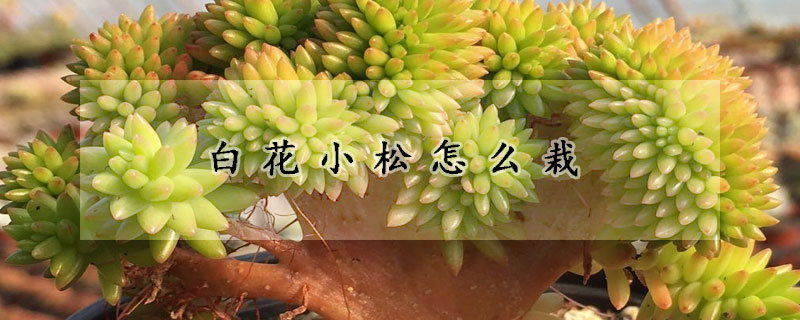 白花小鬆怎麼栽