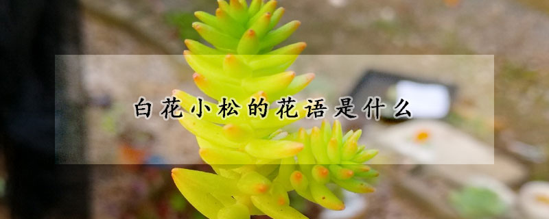 白花小鬆的花語是什麼