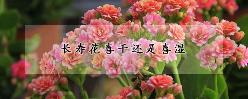 長壽花喜幹還是喜濕