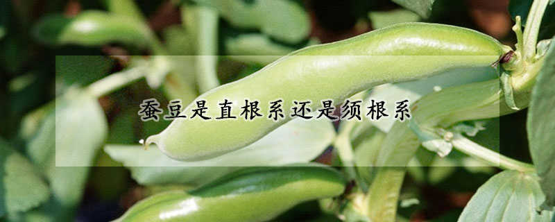 蠶豆是直根係還是須根係