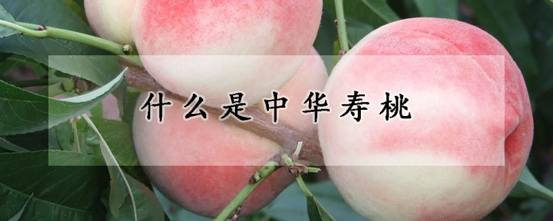 什麼是中華壽桃