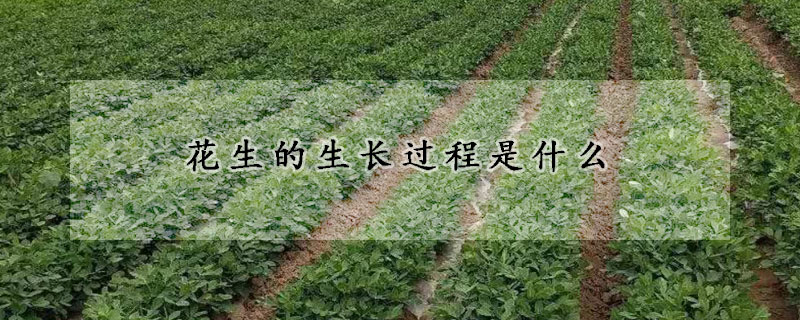 花生的生長過程是什麼