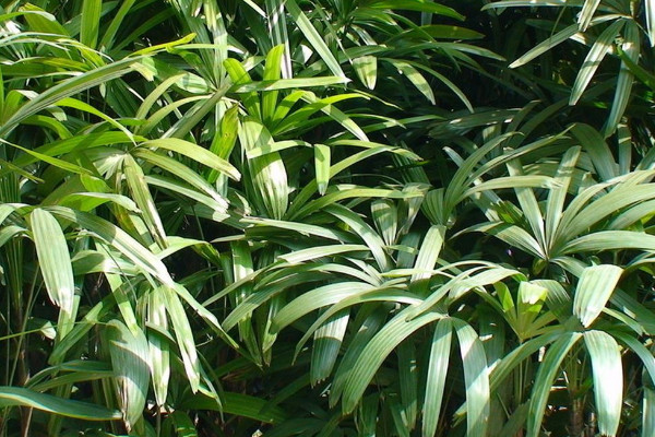 十大陽台化煞招財植物 常見的化煞招財植物