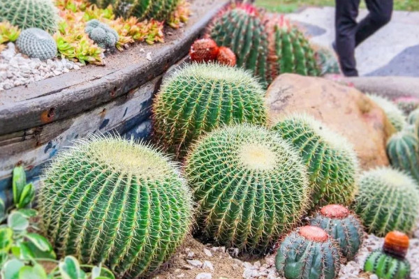 最好養的室內盆栽植物 室內好養的盆栽植物有哪些