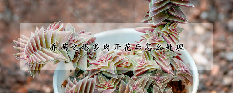 茜之塔多肉開花後怎麼處理