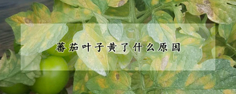 蕃茄葉子黃了什麼原因