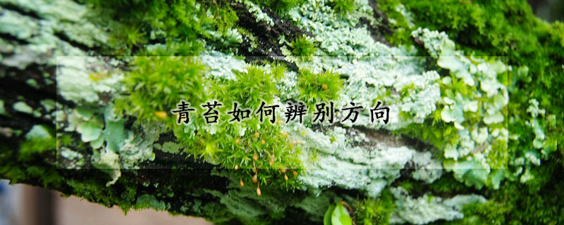 青苔如何辨別方向