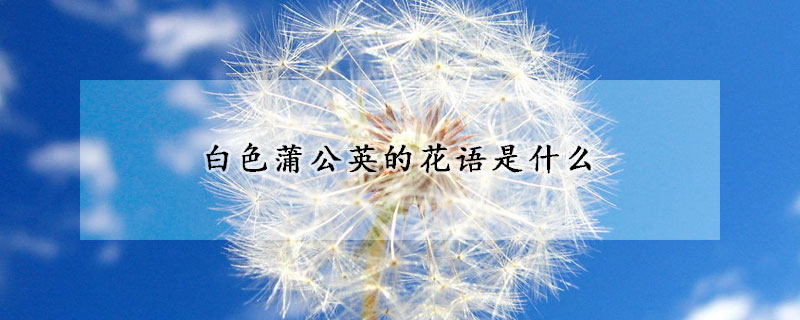 白色蒲公英的花語是什麼