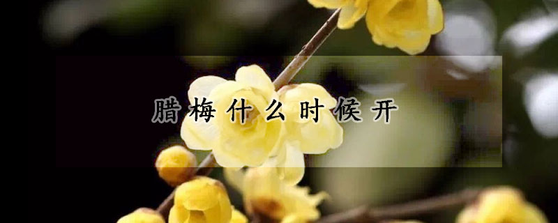 臘梅什麼時候開