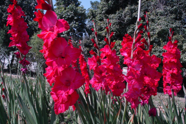 送幼兒園老師鮮花要選什麼花