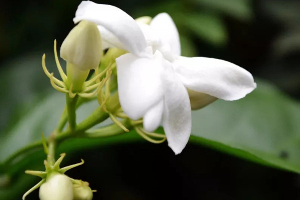 茉莉花花語和寓意是什麼