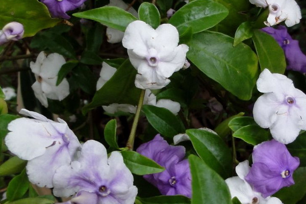 茉莉花花語和寓意是什麼