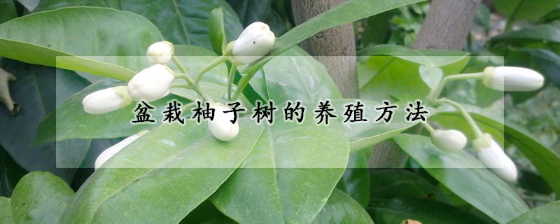 盆栽柚子樹的養殖方法