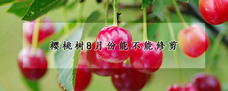 櫻桃樹8月份能不能修剪