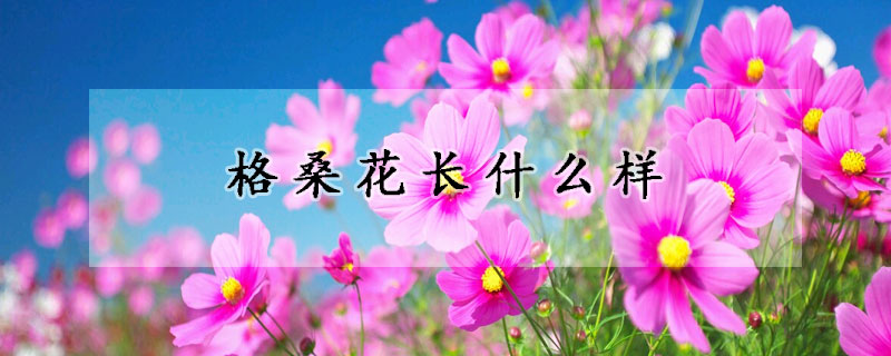 格桑花長什麼樣