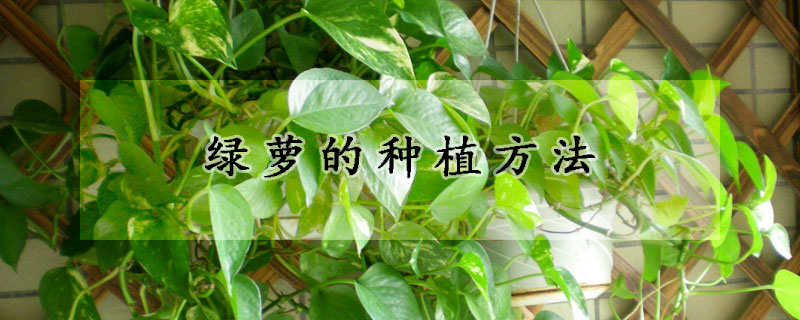 綠蘿的種植方法