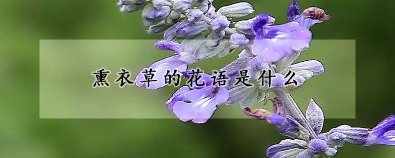 熏衣草的花語是什麼