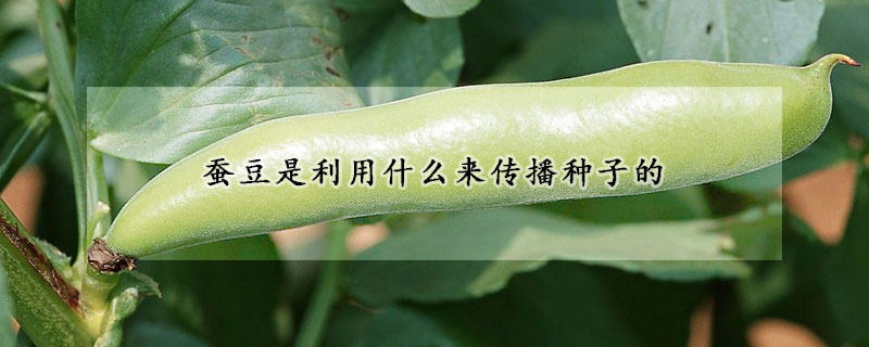 蠶豆是利用什麼來傳播種子的