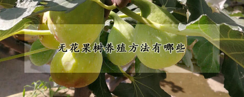 無花果樹養殖方法有哪些