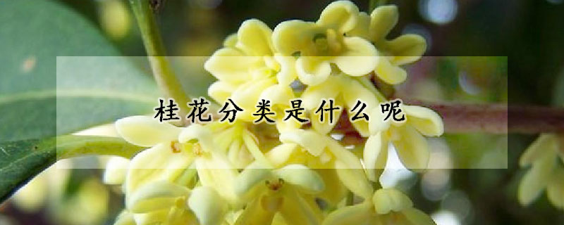 桂花分類是什麼呢