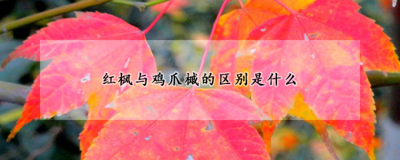 紅楓與雞爪槭的區別是什麼