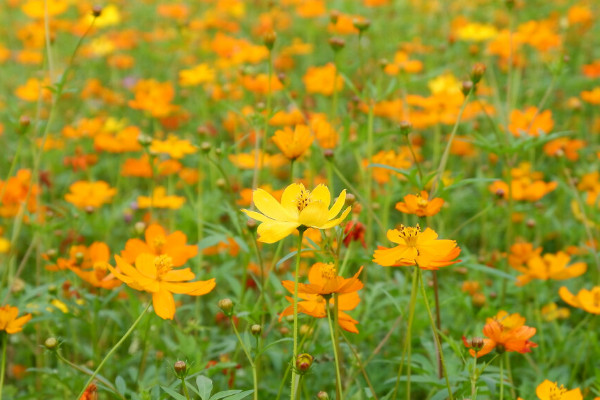 黃色格桑花花語